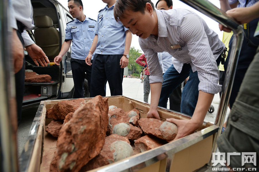 2015年4月19日，廣東河源，道路改造施工現場，挖出一大窩恐龍蛋化石。