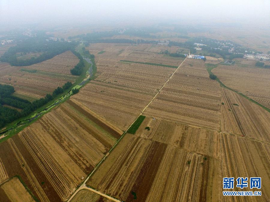 這是5月28日在河南省南陽市唐河縣甘河灣村航拍的麥?zhǔn)宅F(xiàn)場(chǎng)。