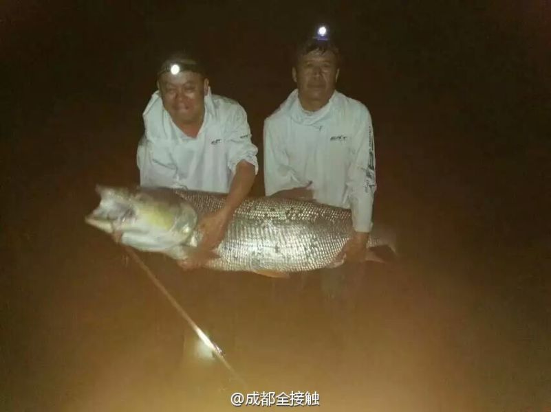 　圖為大魚需要兩個人抱起。