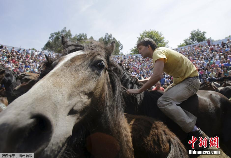 西班牙傳統野馬節火熱開賽 場面壯觀