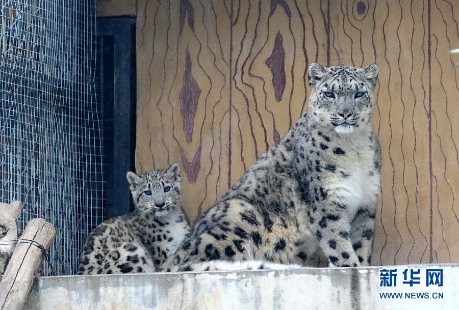 濟南野生動物世界剛過百日的小雪豹和媽媽一起與游客見面