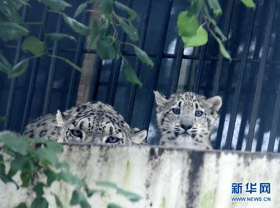 濟南野生動物世界剛過百日的小雪豹和媽媽一起與游客見面