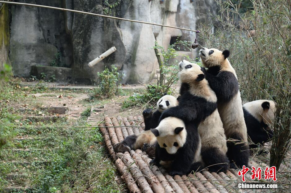 幾只大熊貓在喂食時間從飼養員處爭領食物。