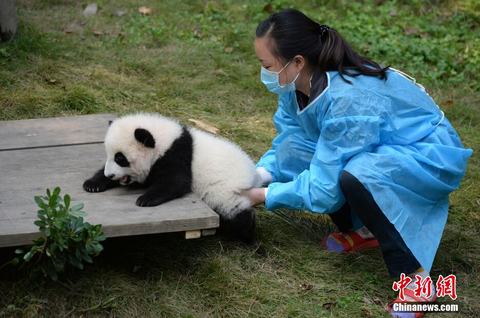 一名飼養員正幫助一只小大熊貓練習攀爬。