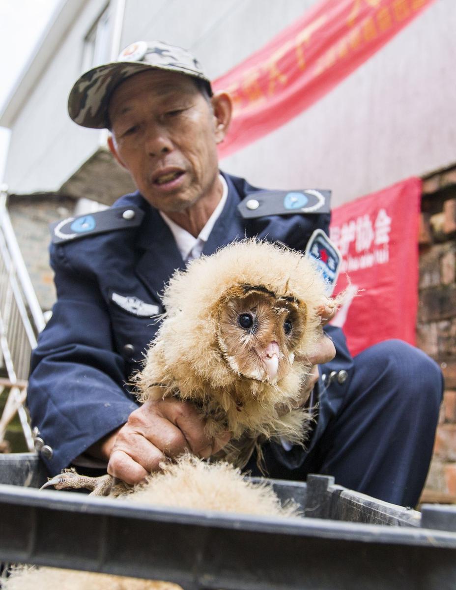 這5只雛鳥長得既像貓頭鷹，又像老鷹，危億玲和她丈夫便上網查詢，也沒查出來到底是什么動物。因為擔心這些雛鳥是保護動物，放在自己家里會養不好，危億玲便聯系上了都昌縣林業局野生動植物保護管理站。