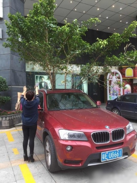 一輛停在停車位上的寶馬轎車，被墜落的樹枝砸中，樹枝徑直插入車內，現場引發不少市民圍觀拍照。