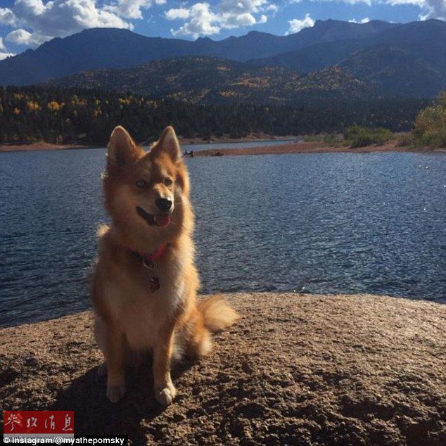 狐貍還是狗？藍眼睛萌寵走紅網絡