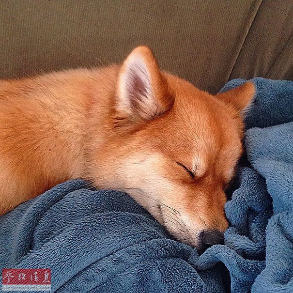 狐貍還是狗？藍眼睛萌寵走紅網絡