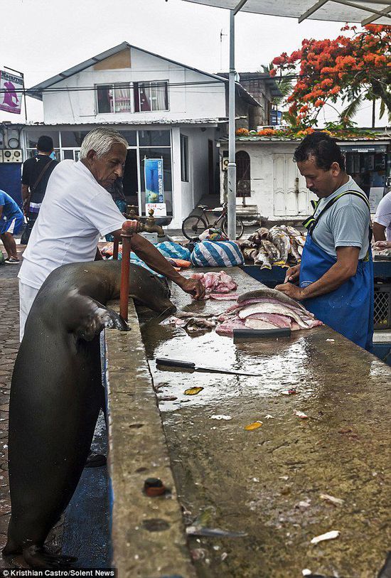 厄瓜多爾海獅成魚攤“常客” 排隊“買”金槍魚