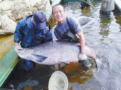 河南水庫捕到147斤重大青魚，長1.76米。