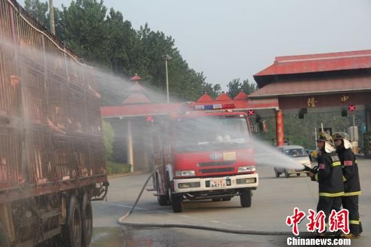 運豬車追尾拋錨 生豬熱得吐白沫