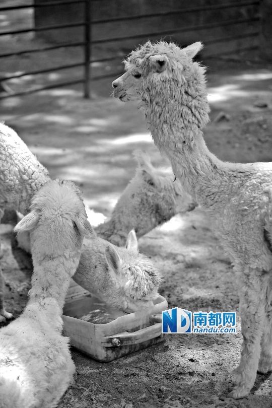 動物園給動物們喝涼茶吃冰西瓜避暑(圖)