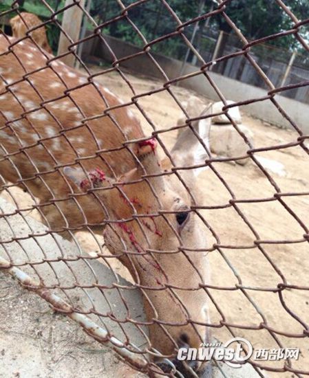 陜西秦嶺動(dòng)物園梅花鹿鹿茸被割 負(fù)責(zé)人稱防打架