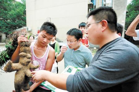 長沙工地挖出“人形何首烏” 專家辟謠稱價值不大