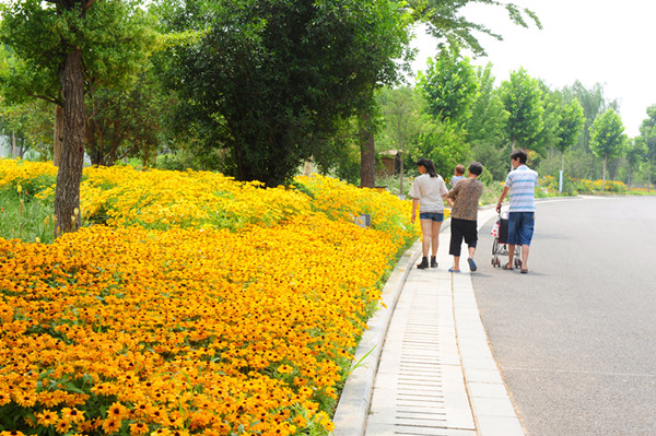 宿根花卉綻放 扮靚綠博園