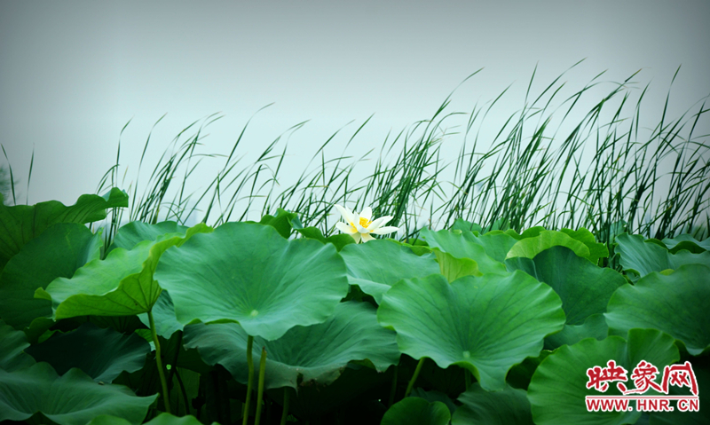 相約龍湖賞荷 情定羲皇故都 七夕情人節(jié)千人自駕