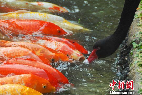 深圳動物園黑天鵝喂食錦鯉魚“日久生情”場面溫馨