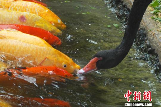 深圳動物園黑天鵝喂食錦鯉魚“日久生情”場面溫馨