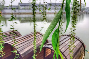 雨后清園