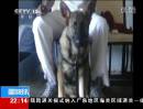 美國：停車場槍擊事件 忠犬護主被打死