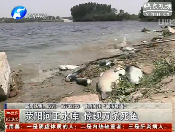 滎陽河王水庫 驚現萬條死魚