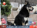 忠犬自己找到主人墳墓 在其旁守護6年