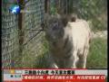 鄭州動物園 3只小白虎迎雙節