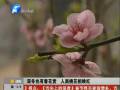 孟州大棚內(nèi)深冬開(kāi)春花 朵朵桃花爭(zhēng)奇斗艷