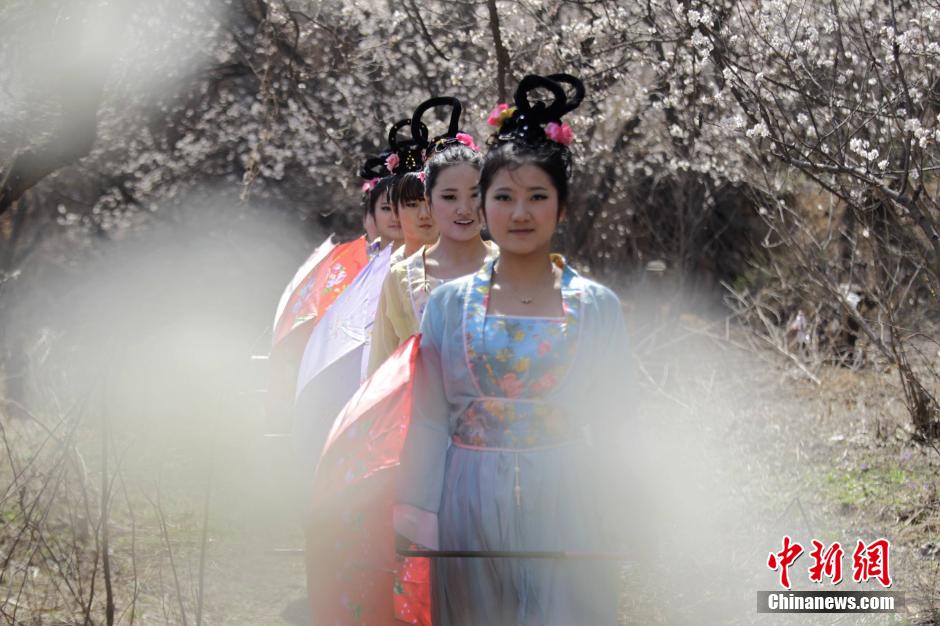 河南鄭州櫻桃花開(kāi) 仙子踏春賞花海