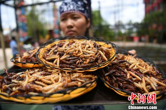 麗江一景區舉行吃昆蟲比賽重慶游客吃2斤昆蟲贏得金條