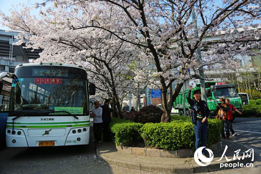 上海“最美公交車站”爆紅 成熱門賞櫻地