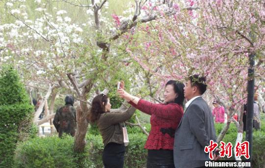 新疆百萬畝梨花與“百花”爭春 游人賞別樣春景